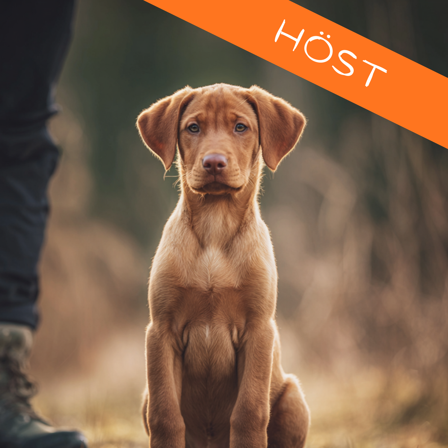 Valpkurs - Intensiv - 2 veckor