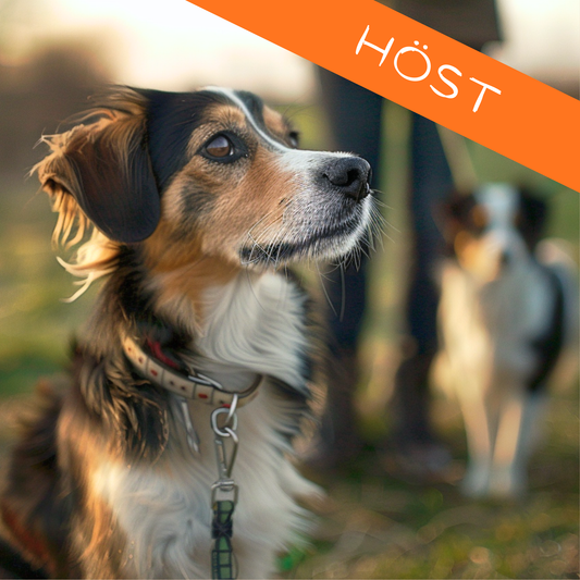 Vardagslydnad - Fortsättningskurs - intensivkurs