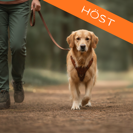 Hundmöten & Vardagshyfs - Intensivkurs