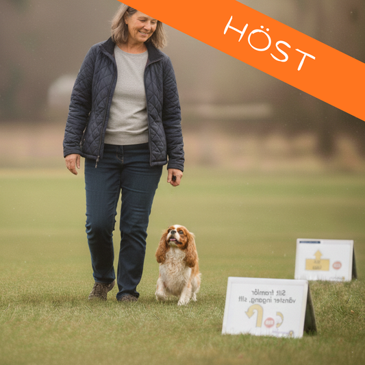 Rallylydnad som aktivering - Fortsättningkurs